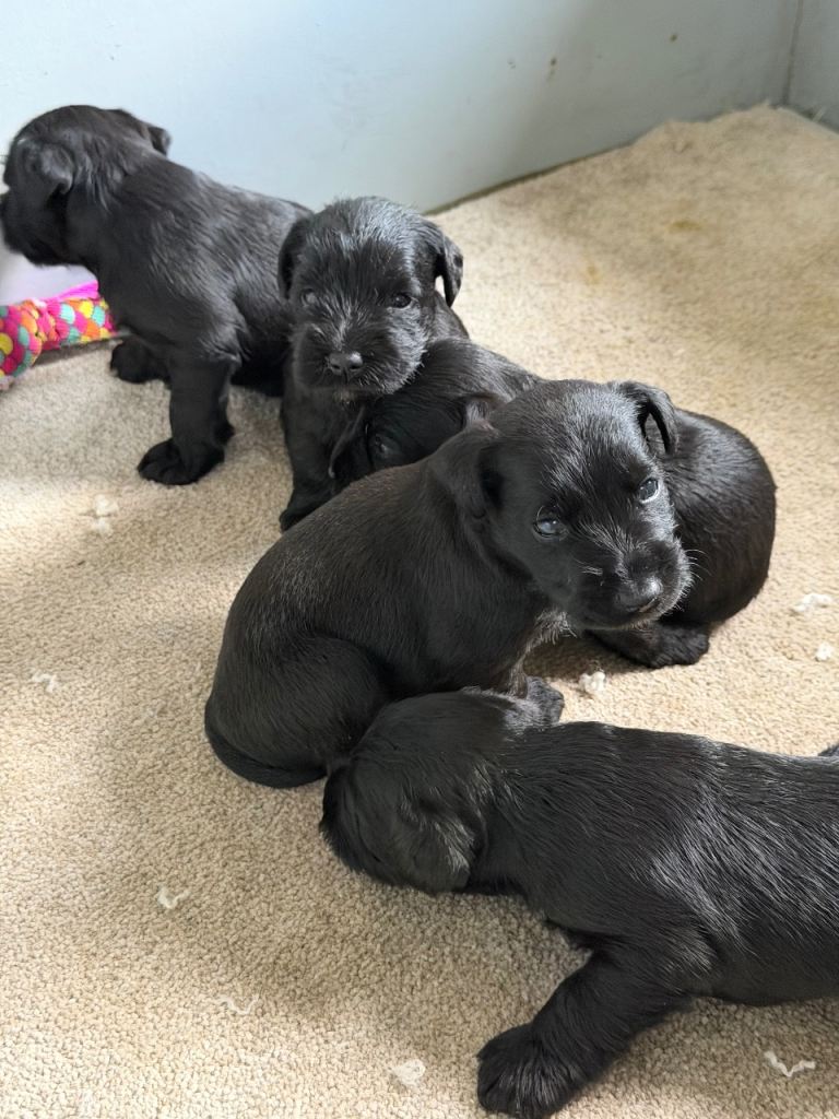 5 KC Miniature Schnauzer Puppies 