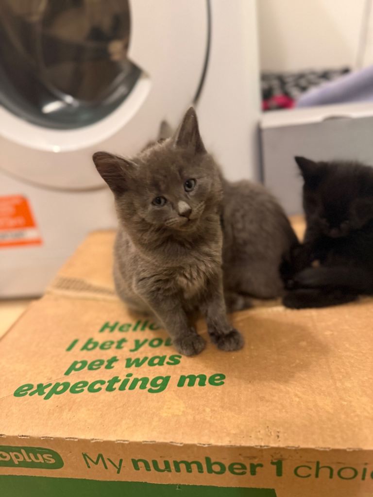 2 gray and a Black kitten