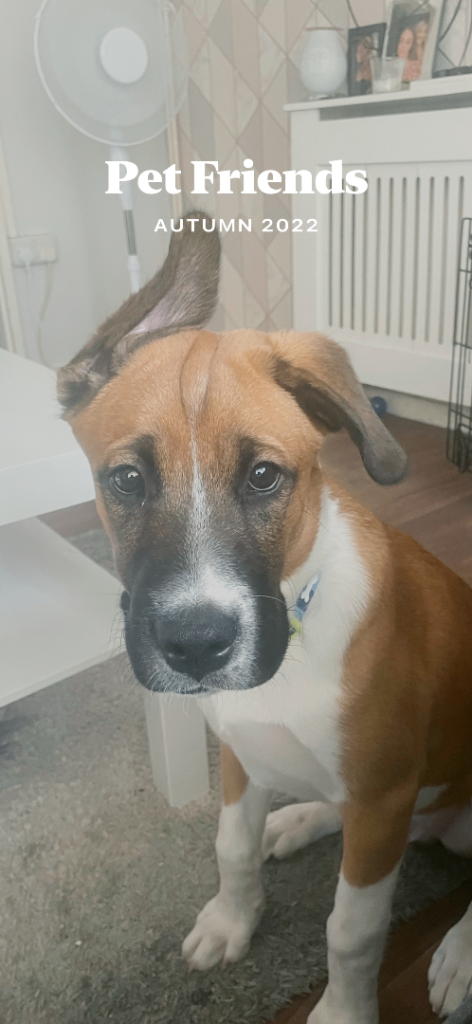 Husky mixed boxer dog 