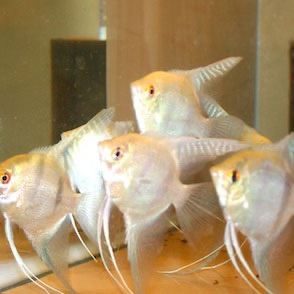 Juvenile Angelfish