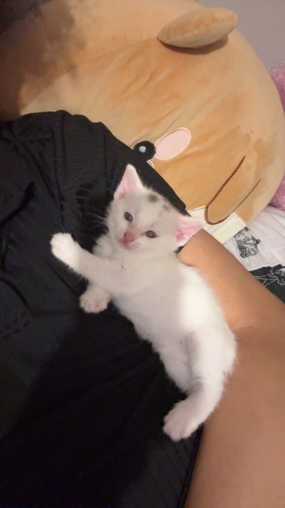 🐾 2 Beautiful White Kittens Ready for Their New Homes 🐾