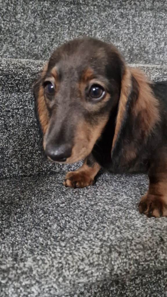 Fully vaccinated READY NOW miniature dachshund puppies
