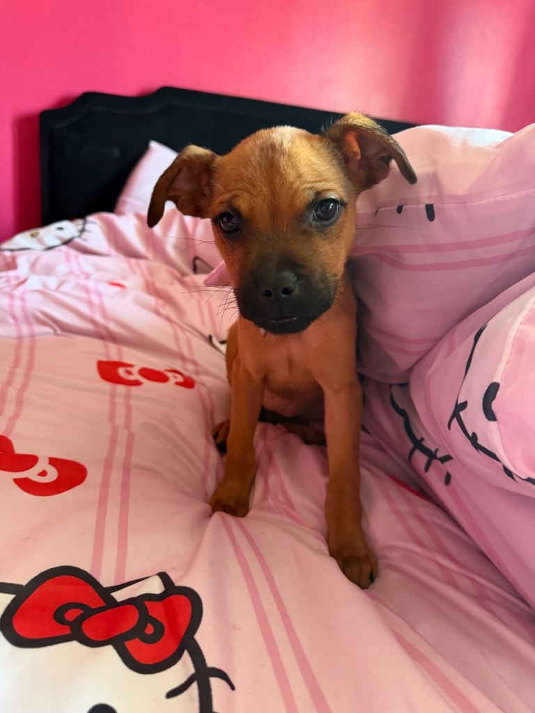Loving puppy in need of loving parents