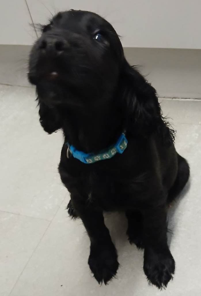 Cocker spaniel puppy for sale