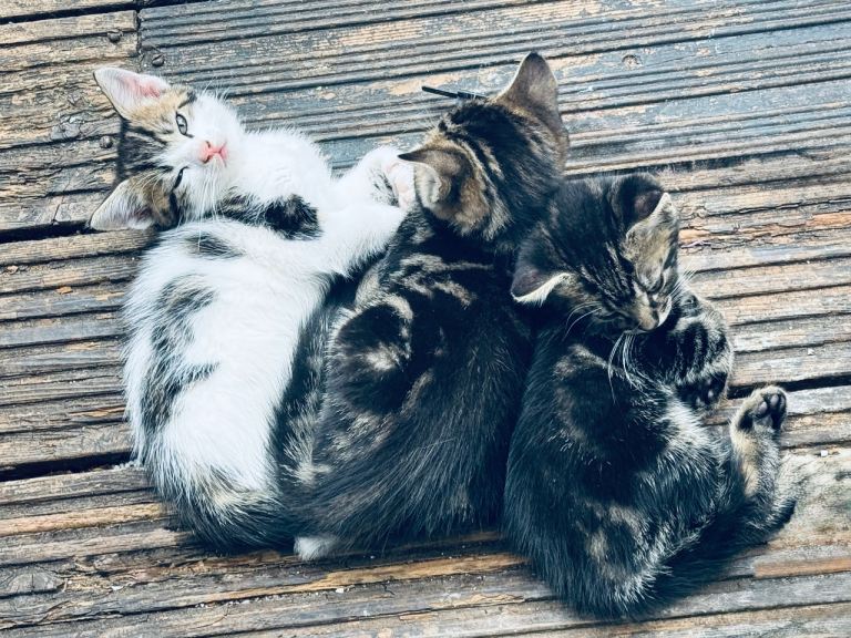 Kittens 