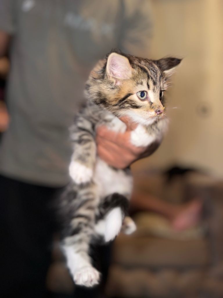 Kittens maincoon x