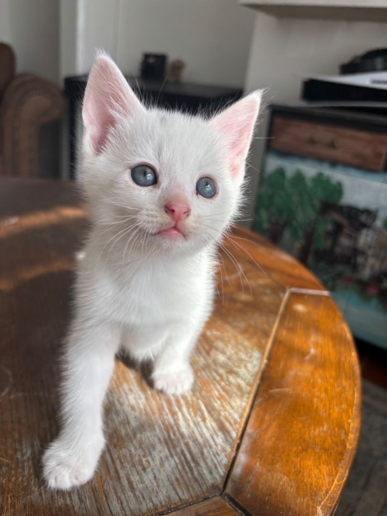 X2 Angora male kittens 