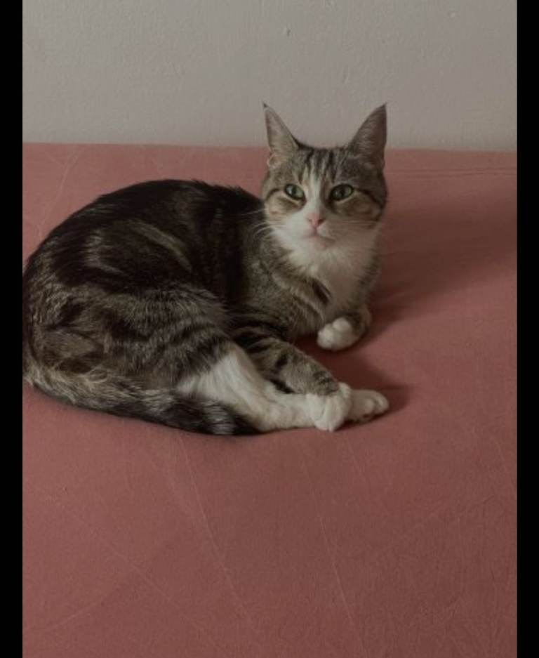 Tabby kittens for sale 