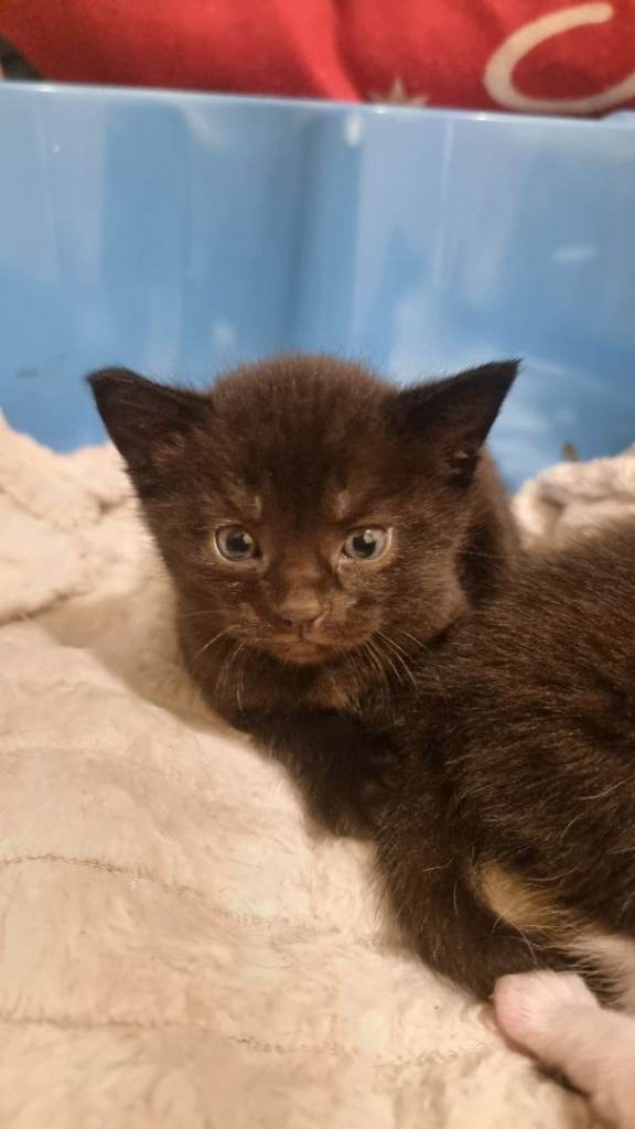 kittens for sale looking for a home.