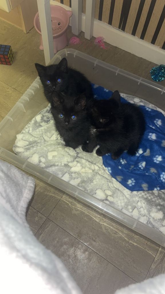 Black Kittens for sale 