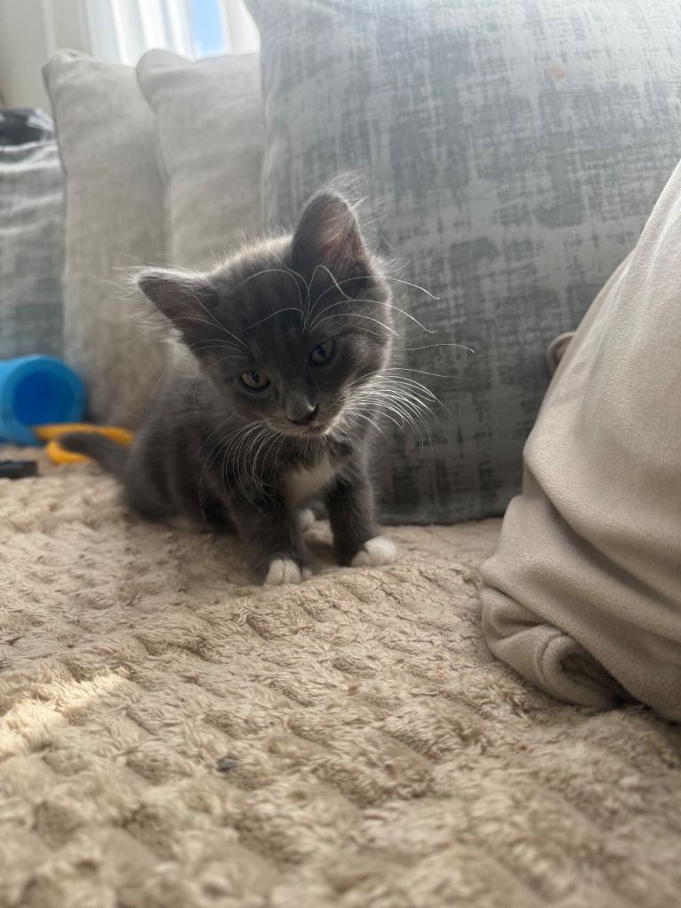 Mixed British blue and Russian blue kittens 