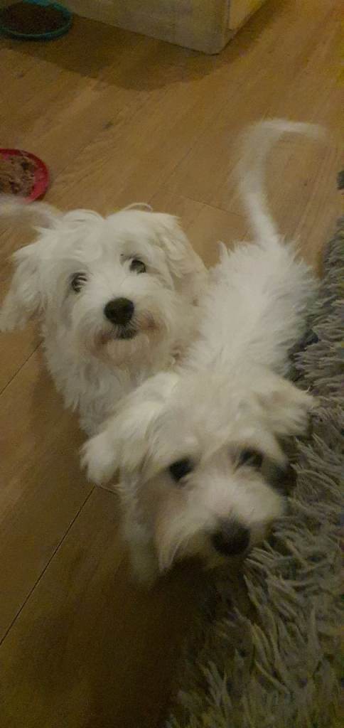 Pure breed maltese dog