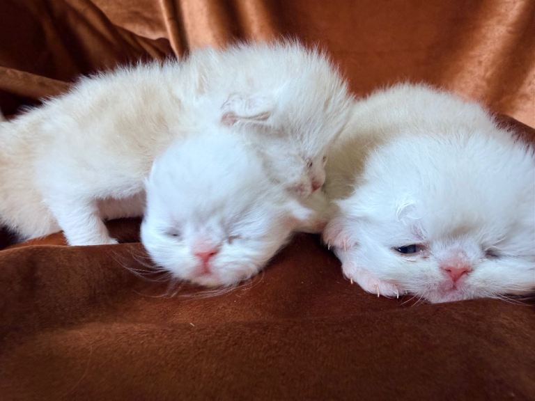 Persian kittens for sale 