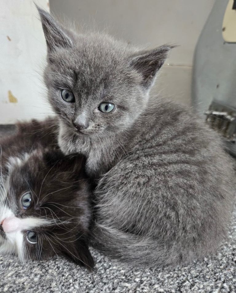 Grey and tuxedo kittens