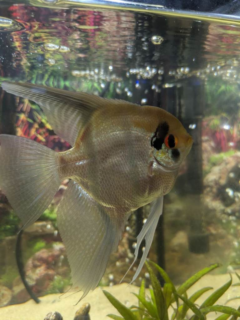 Angel Fish rehoming to a big tank only*