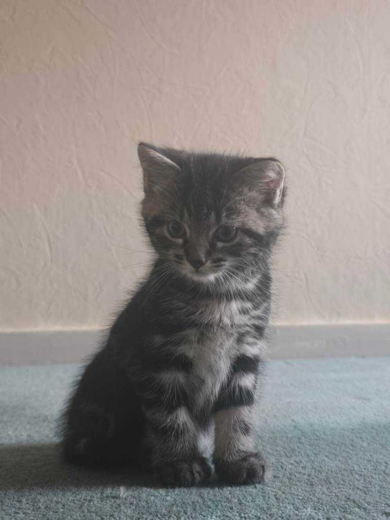Female kittens for sale in aberdeen 