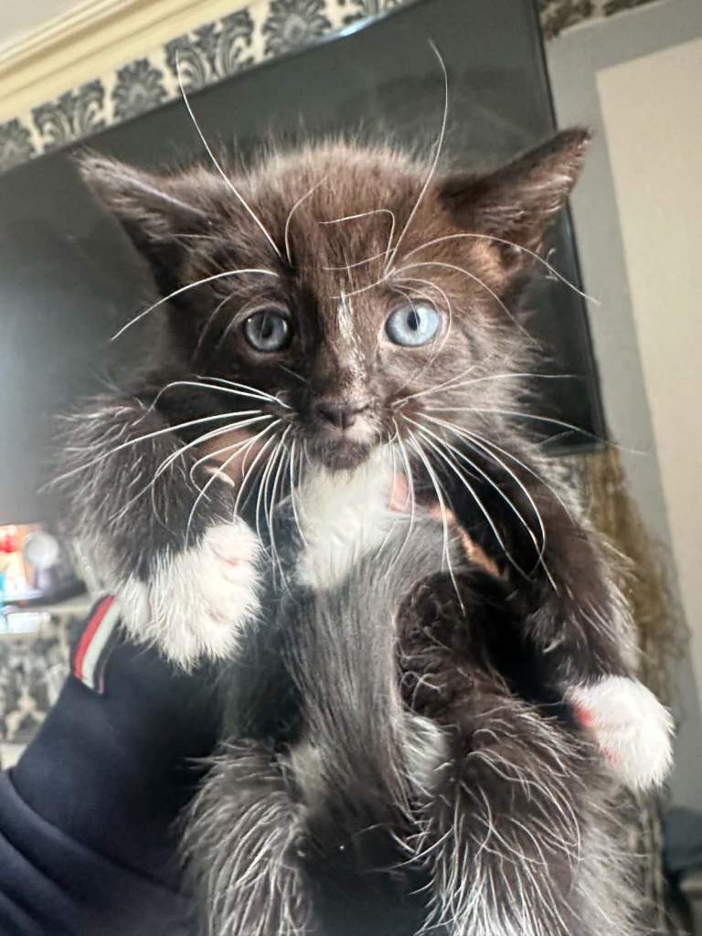Kittens