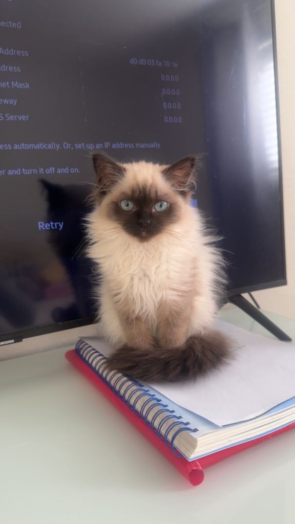 Cats -ragdoll
