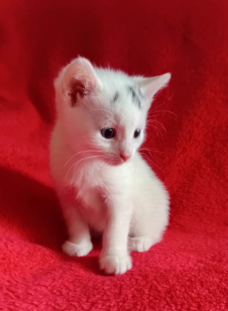 Black & White boy kitten