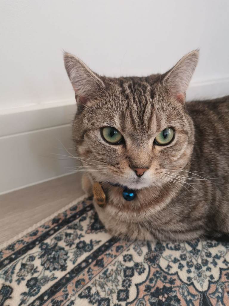 Persian/short hair mix breed