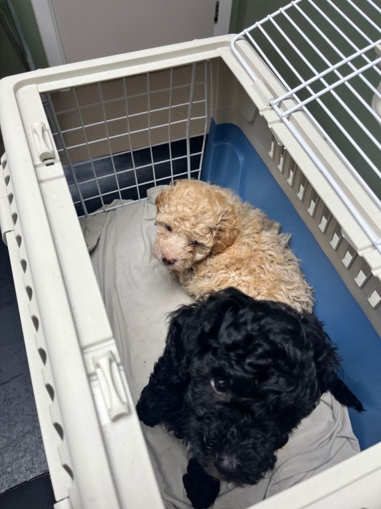 Toy poodle puppy for sale 