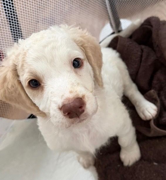 Cockapoo 2 months old 