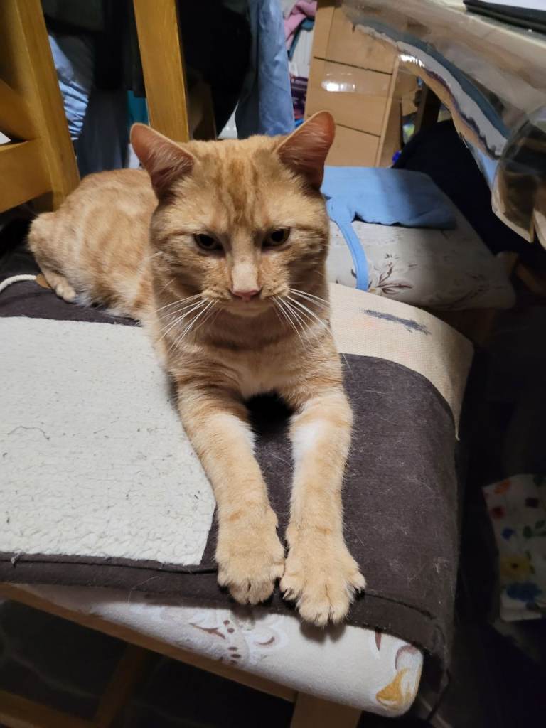 The sweetest ever ceoss bengal boy is looking for a loving home