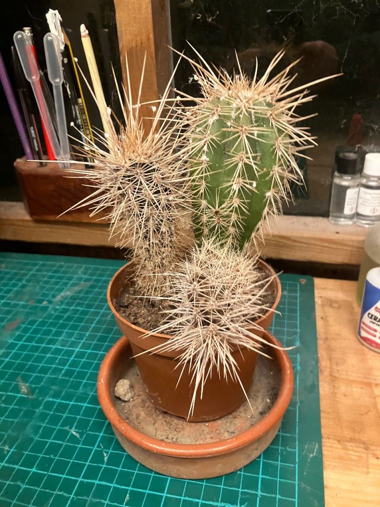 Established Spiky Cactus Plant in Plastic Pot