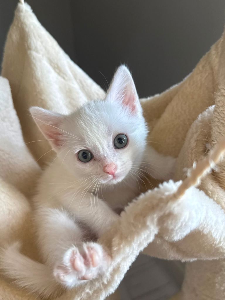 Two Beautiful White Female Kittens Looking for Loving Homes 🤍