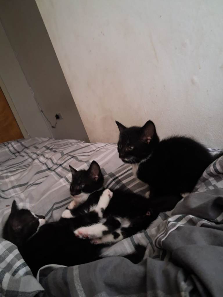 6 week old kittens 