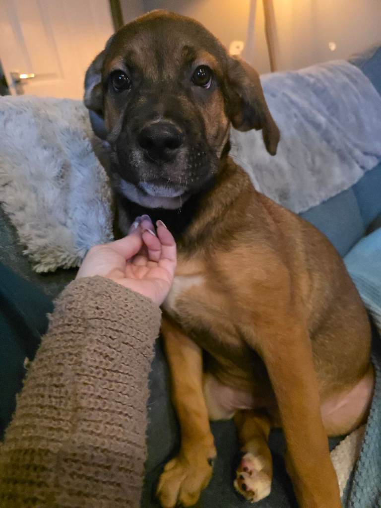 Mastiff puppies only 2 left