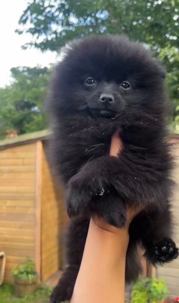 Beautiful Black Fluffy Pomeranian Puppy