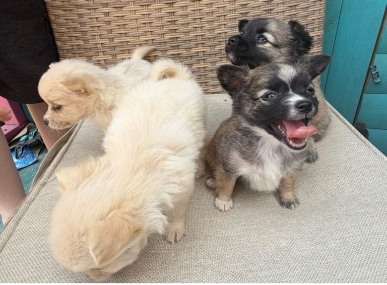 Micro chihuahua and Pomeranian mix 