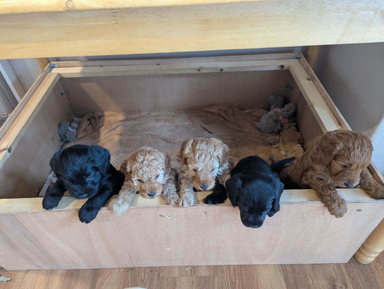 Cockapoo puppies for sale 