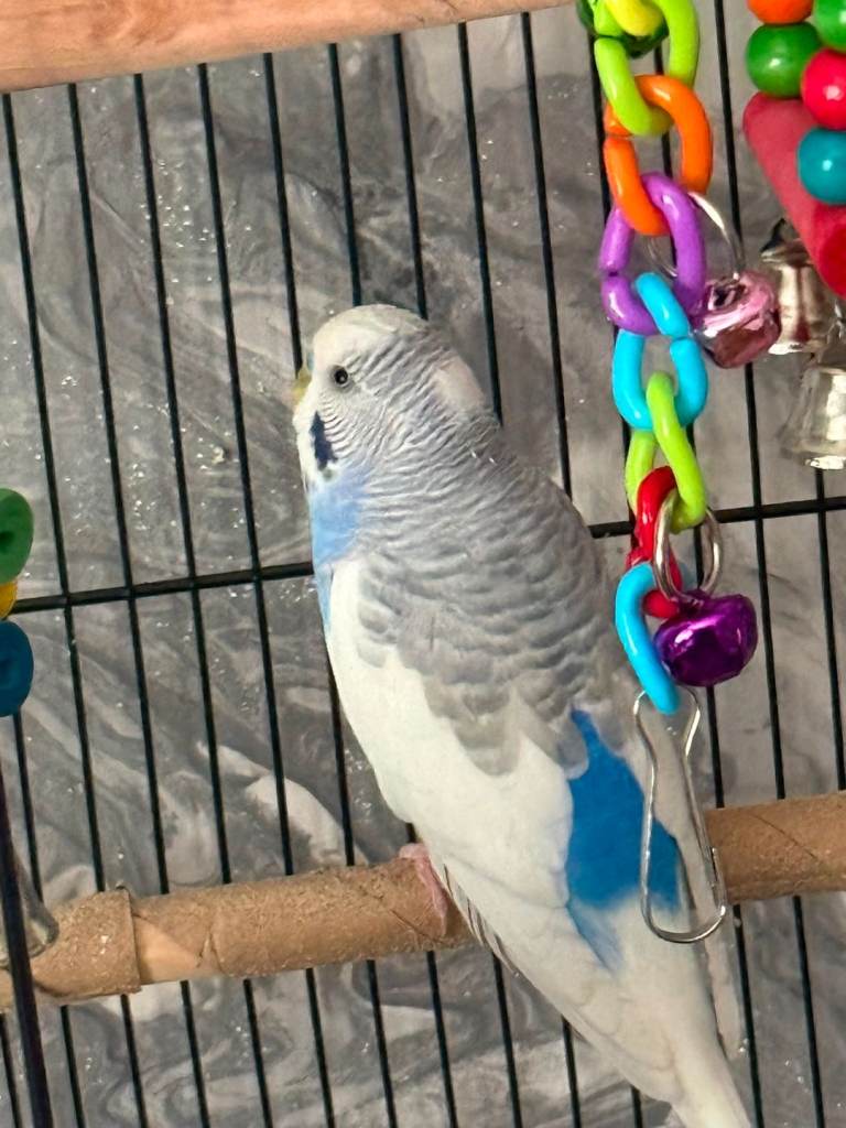 Budgies for sale