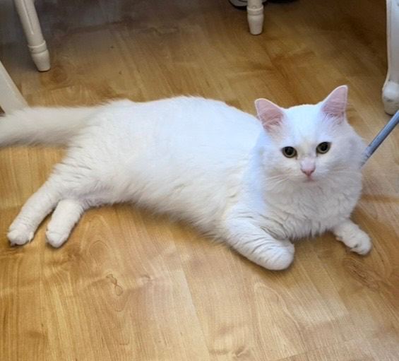 Bianco - Turkish Van 2 year old male cat 