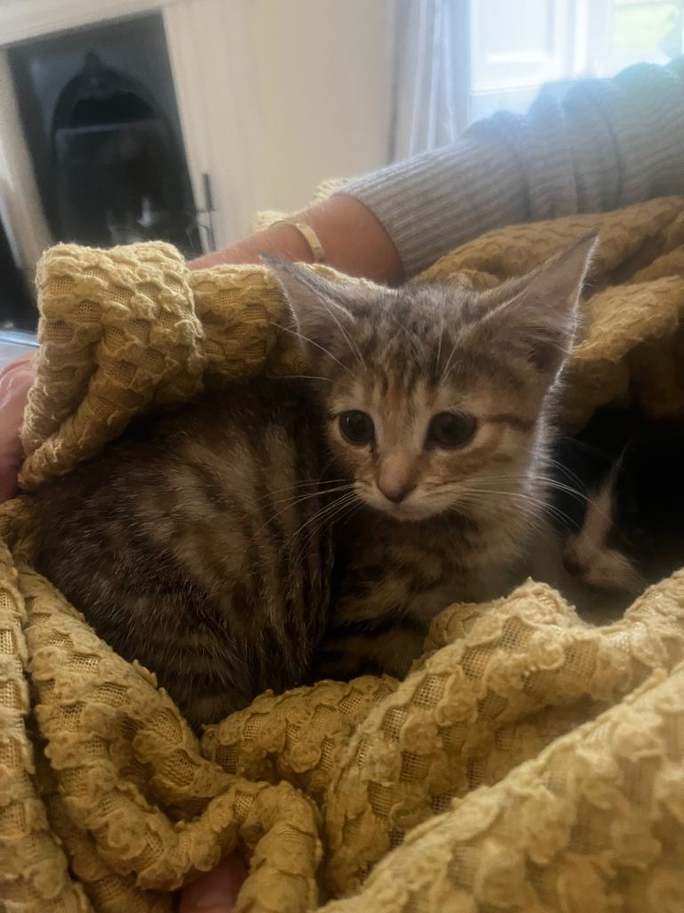 Farm kittens for sale 