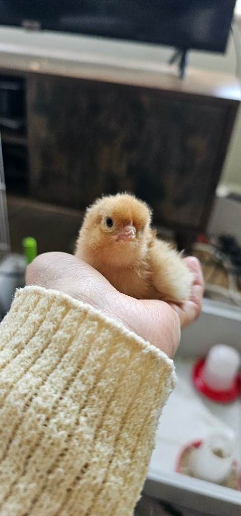 Hybrid chicks for sale 