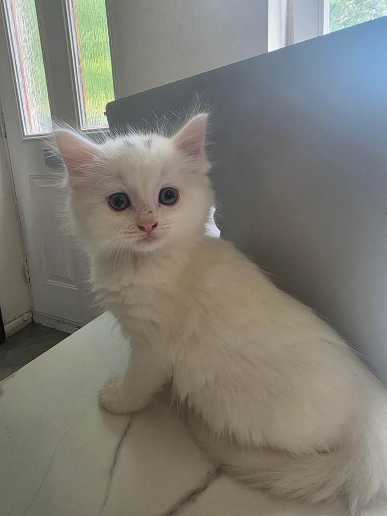 Fluffy white kittens 