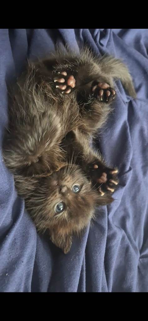 Ragdoll x kittens 