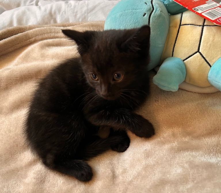 Beautiful kittens ready now 