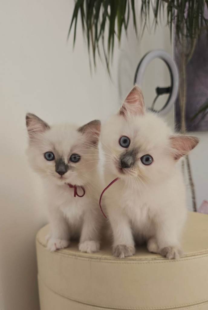 5 ragdoll kittens absolutely stunning 