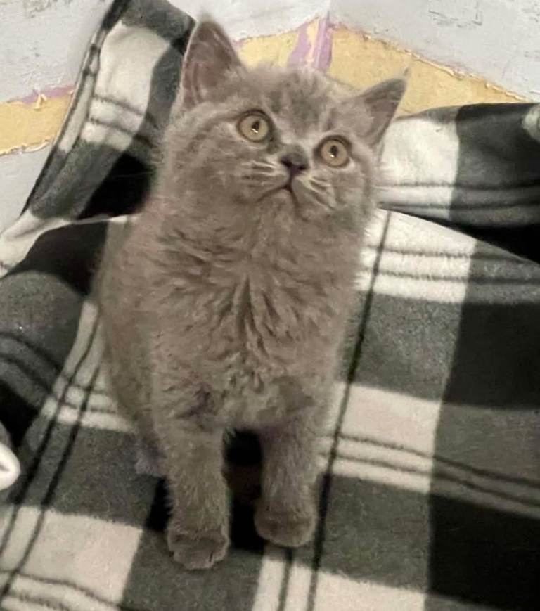 British-shorthair blue/Lilac 