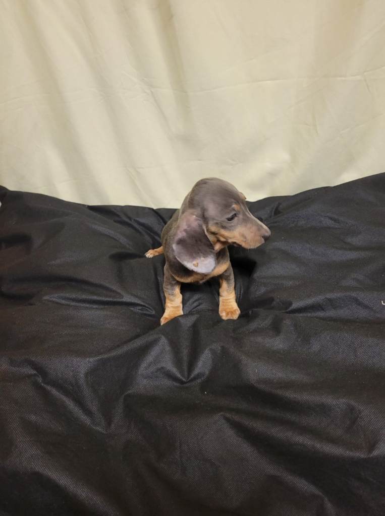 Miniature dachshund 