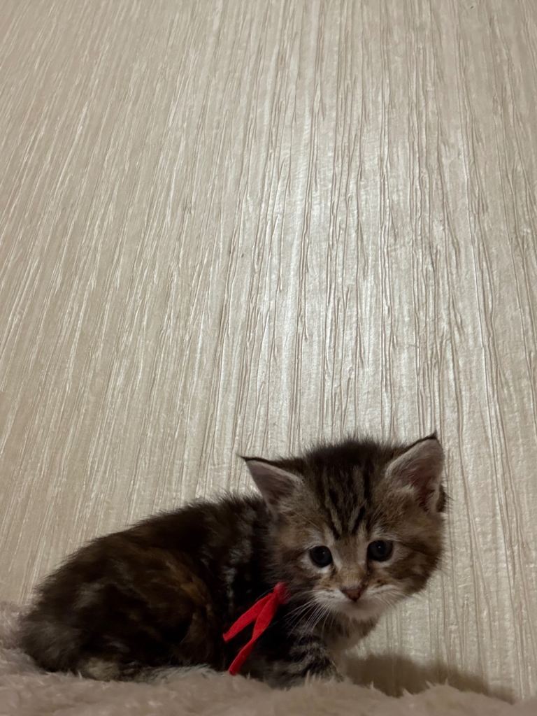 Maine Coon Kittens — Fluffy, Friendly, Ready Soon