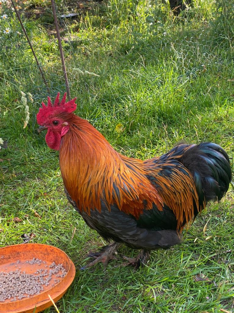 2 bantam cockerels looking for a home