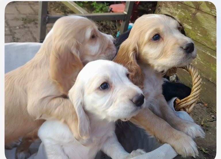 Cocker spaniel puppies 