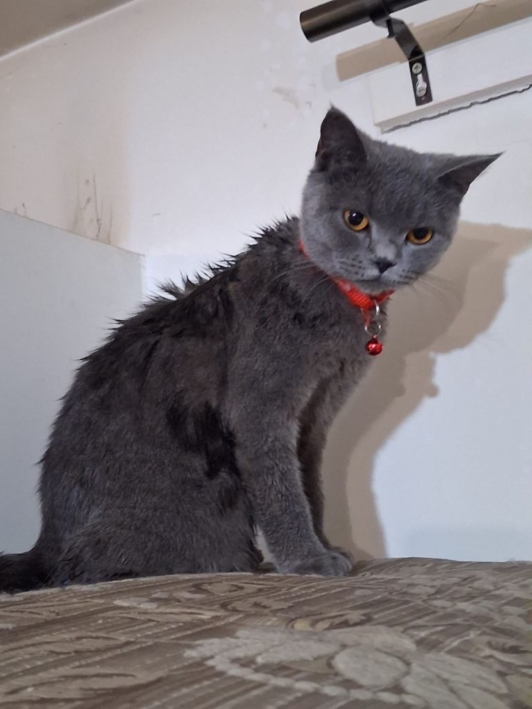 Blue British Shorthair 