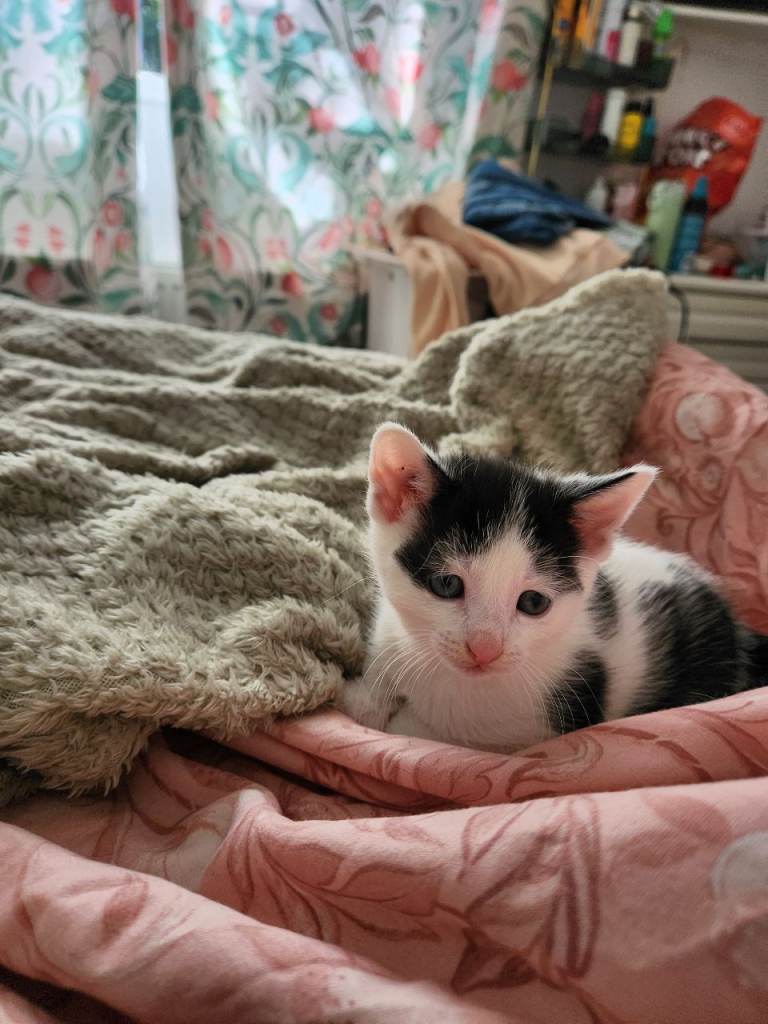 Kittens