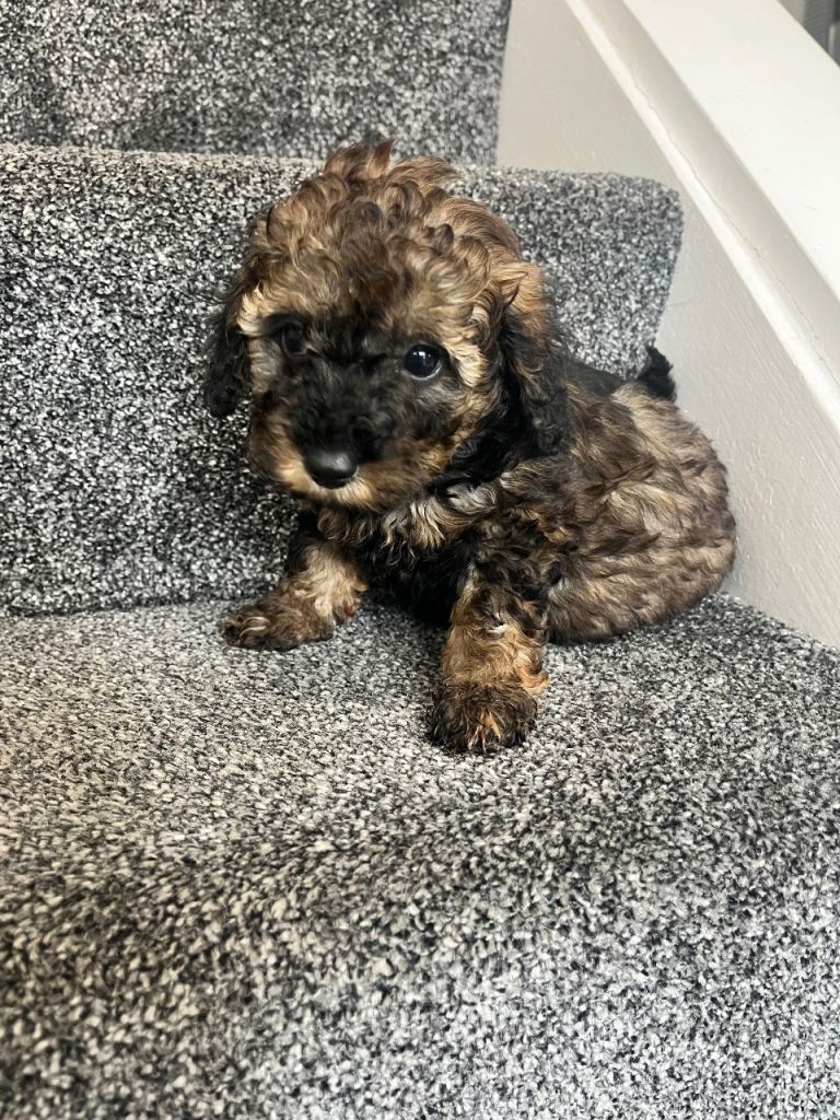 Super tiny toy poodles pra clear last girl ready next week